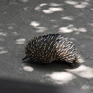 Australia & Islands - Short beaked Echidna