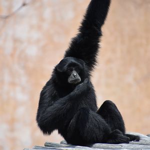 Australia & Islands - Siamang