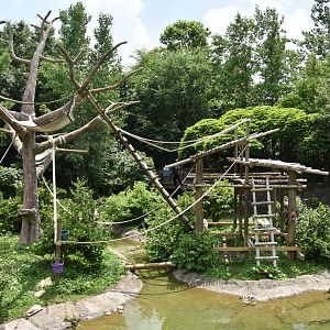 Australia  & Islands - Siamang exhibit