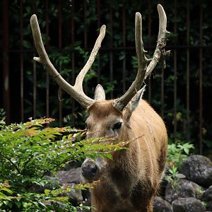 Père David's deer (Elaphurus davidianus)