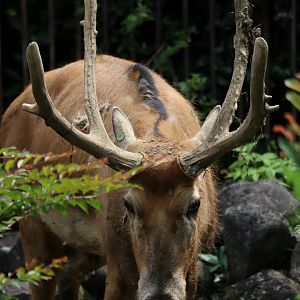 Père David's deer (Elaphurus davidianus)