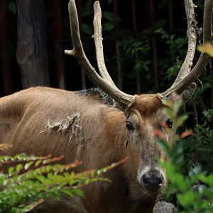 Père David's deer (Elaphurus davidianus)