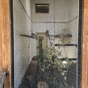 Peregrine Falcon Aviary