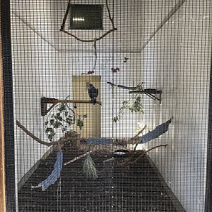 Augur Buzzard Aviary