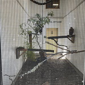 Ferruginous Hawk Aviary