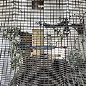 Eurasian Eagle Owl Aviary