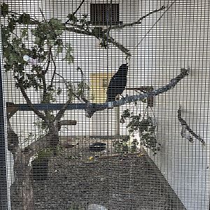 American Crow Aviary