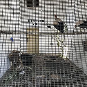 King Vulture Aviary
