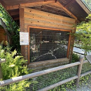 Eastern Fox Squirrel Exhibit