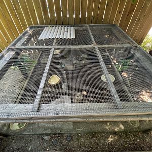 Red-footed Tortoise Exhibit