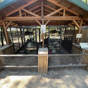 Striped Skunk Exhibit