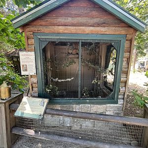 Western Screech Owl Aviary