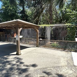 Bobcat + American Badger Exhibits