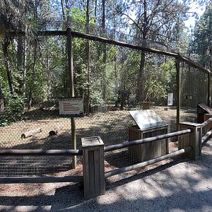 Eurasian Lynx Exhibit
