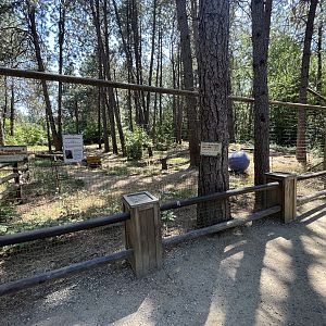 Brown Bear Exhibit