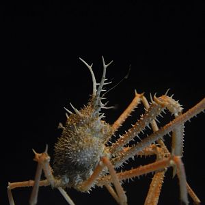 Giant horned porcupine crab (Pleistacantha maxima)