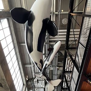 Orca Statues - above visitors