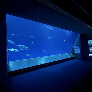 The Open Sea - bottom view