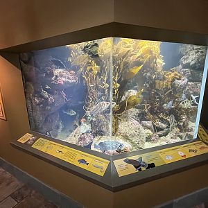 Kelp Forest (small version!)