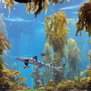 Kelp Forest