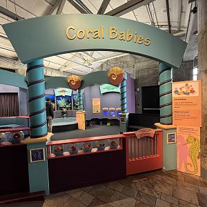 Coral Babies - Entrance