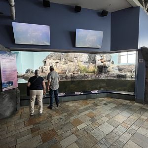 African Penguin Exhibit