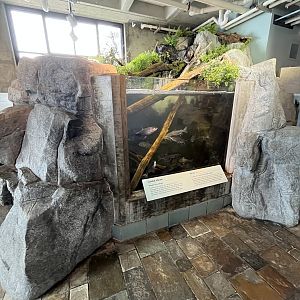 Coastal Stream Exhibit