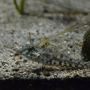 Sunrise sculpin (Pseudoblennius cottoides)