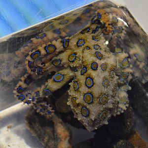 Greater blue-ringed octopus (Hapalochlaena lunulata)