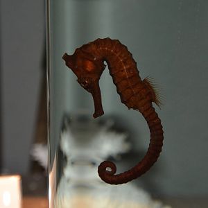 Great seahorse (Hippocampus kelloggi)
