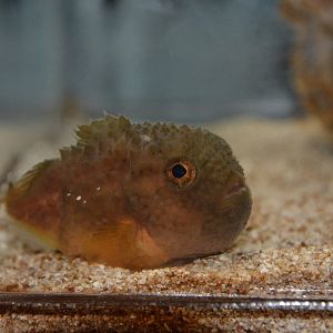 Siberian lumpsucker (Eumicrotremus asperrimus)