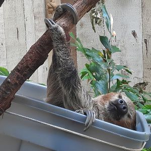Two-Toed Sloth
