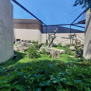 Outdoor Gorilla Exhibit