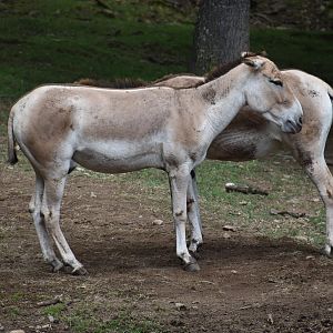 Kulan - Equus hemionus kulan