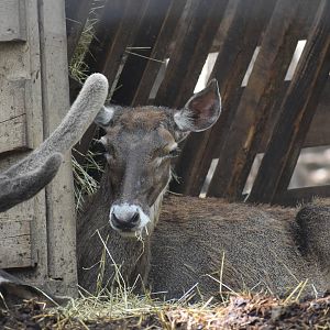 Thorold's deer - Cervus albirostris