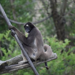 Brown Spider Monkey - Ateles hybridus