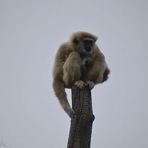 Northern White-cheeked Gibbon - Nomascus leucogenys