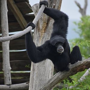 Siamang - Symphalangus syndactylus