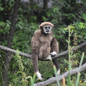 White-handed Gibbon - Hylobates lar