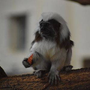 Cotton-top Tamarin - Saguinus oedipus