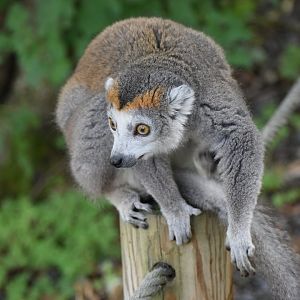 Crowned lemur - Eulemur coronatus