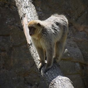Barbary macaque - Macaca sylvanus