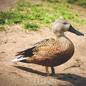 red shoveler