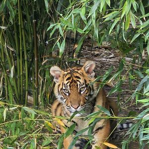 Tiger cub