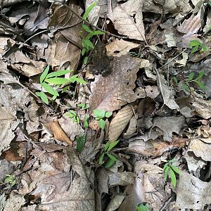 Frog ID - Brown County State Park
