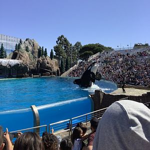 Orca Whale During Show 10/9/21