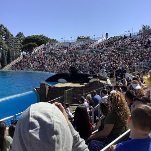 Orca Whale During Show 10/9/21