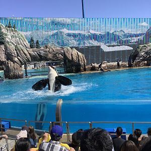 Orca Whale During Show 10/9/21