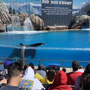 Orca Whale During Show 10/9/21