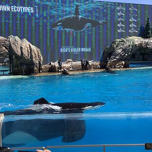 Orca Whale During Show 10/9/21